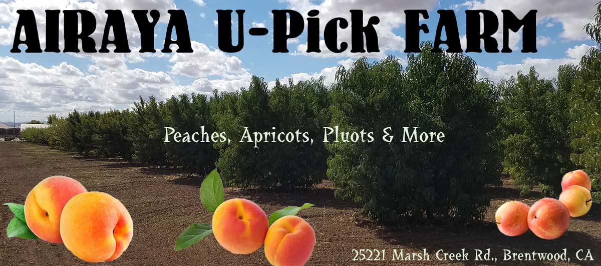 AIRAYA U-Pick Farm - White Peaches, Yellow Peaches, Apricots, Pluots and More in Brentwood, CA