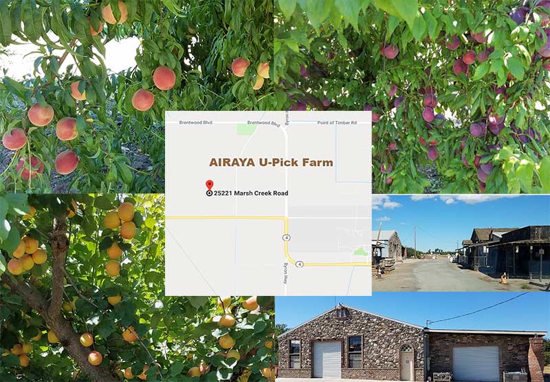 AIRAYA U-Pick Farm - Peach picking in Brentwood, CA. We have U Pick Peaches in Brentwood. Airaya U Pick Farm has U Pick White Peaches, Yellow Peaches, Apricots, Nectarines, Pluots, Asian Pear, Strawberries, Cherries in Brentwood, CA