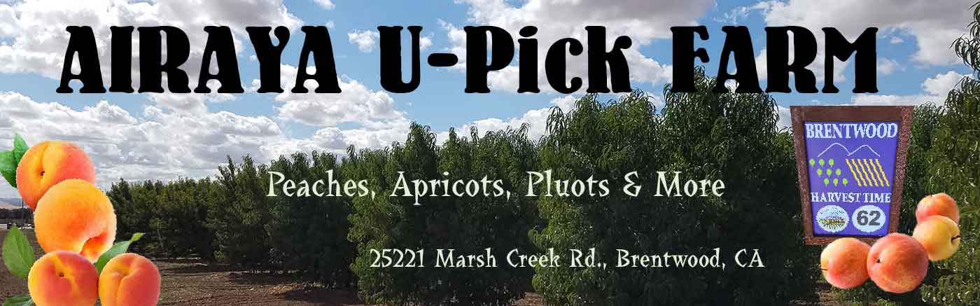 AIRAYA U-Pick Farm - Peach picking in Brentwood, CA. We have U Pick Peaches in Brentwood. Airaya U Pick Farm has U Pick White Peaches, Yellow Peaches, Apricots, Nectarines, Pluots, Asian Pear, Strawberries, Cherries in Brentwood, CA